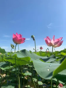Du lịch cộng đồng tại Sen Charaih Mỹ Nghiệp