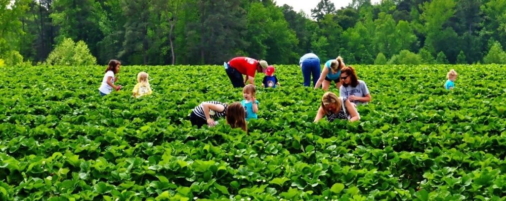 Poplar Farms và mô hình du lịch nông nghiệp truyền cảm hứng tại Tennessee 3
